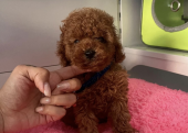 A KALİTE MİNİ TOY POODLE BEBEKLER